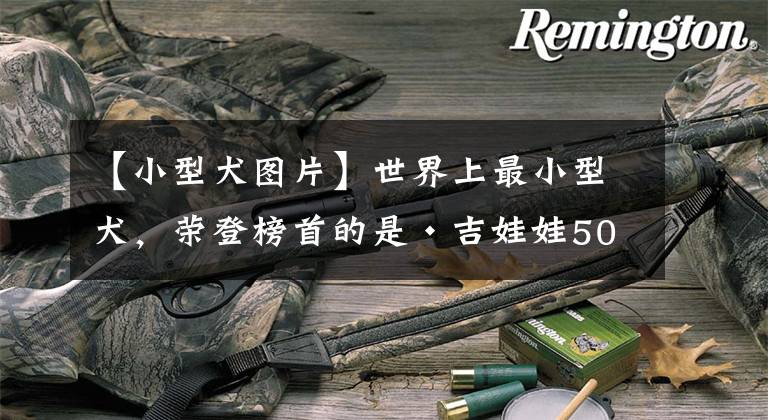 【小型犬图片】世界上最小型犬，荣登榜首的是•吉娃娃50张•喜欢黏人的小可爱