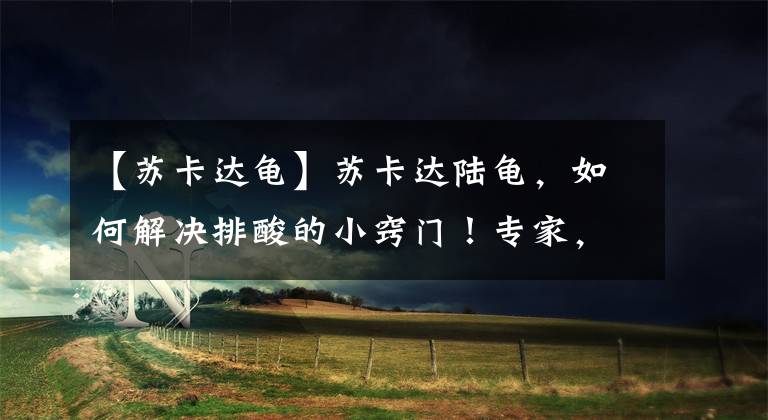 【苏卡达龟】苏卡达陆龟,如何解决排酸的小窍门!专家,来来来话筒给你!