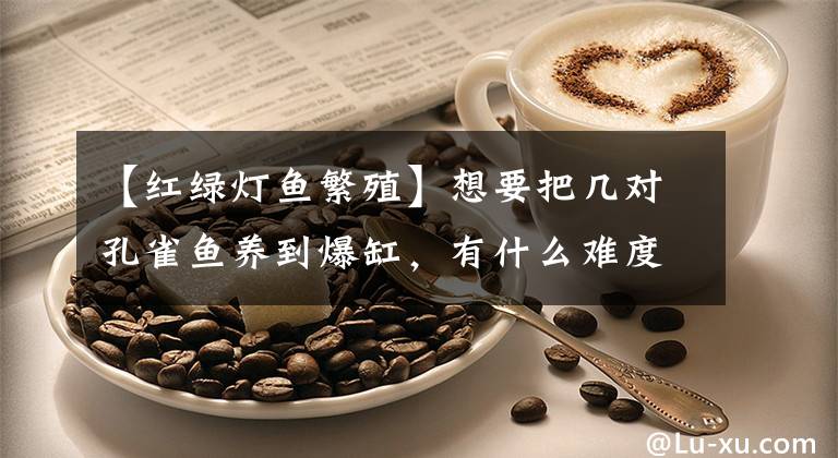 【红绿灯鱼繁殖】想要把几对孔雀鱼养到爆缸，有什么难度吗？