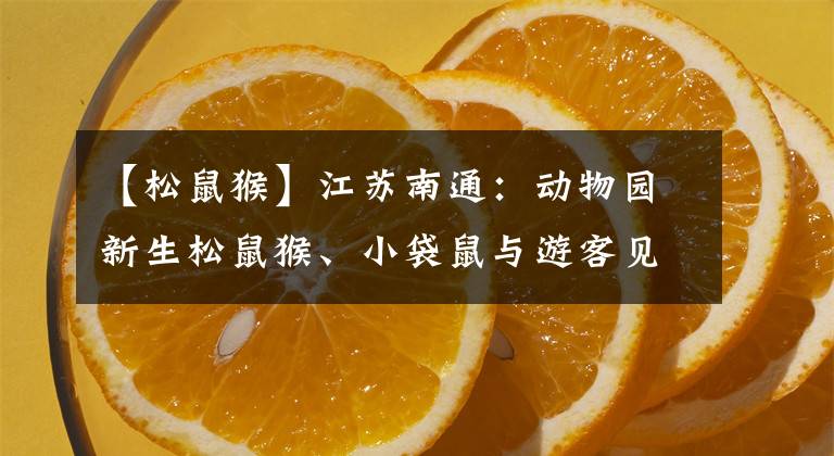 【松鼠猴】江苏南通：动物园新生松鼠猴、小袋鼠与游客见面