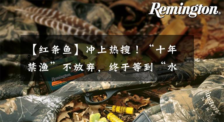 【红条鱼】冲上热搜！“十年禁渔”不放弃，终于等到“水上大熊猫”