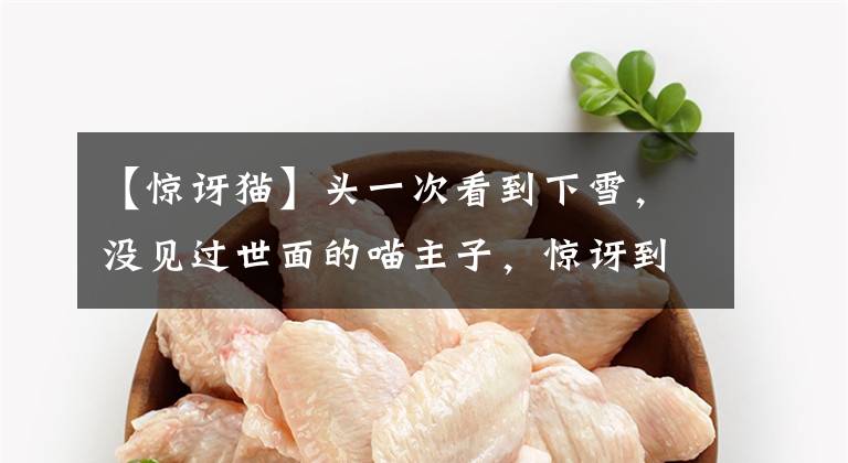 【惊讶猫】头一次看到下雪,没见过世面的喵主子,惊讶到现出原形……