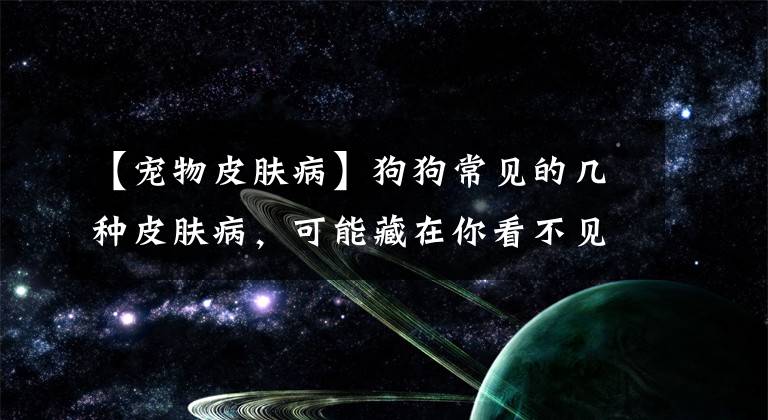 【宠物皮肤病】狗狗常见的几种皮肤病，可能藏在你看不见的地方