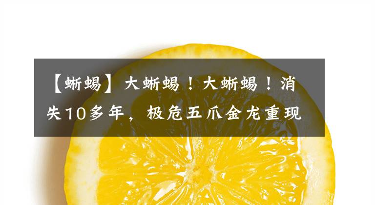 【蜥蜴】大蜥蜴！大蜥蜴！消失10多年，极危五爪金龙重现云南龙陵，什么样