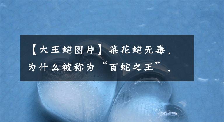 【大王蛇图片】菜花蛇无毒，为什么被称为“百蛇之王”，为什么毒蛇会怕菜花蛇？