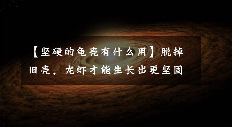 【坚硬的龟壳有什么用】脱掉旧壳，龙虾才能生长出更坚固的外壳！抑郁少年：我也要做一只笔直挺立的龙虾