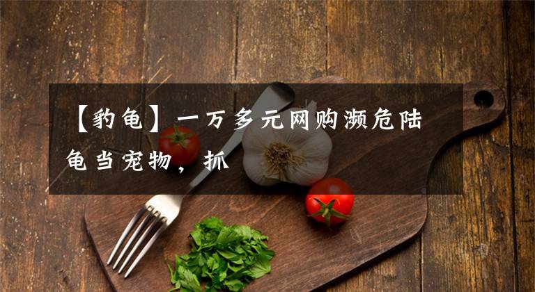 【豹龟】一万多元网购濒危陆龟当宠物，抓