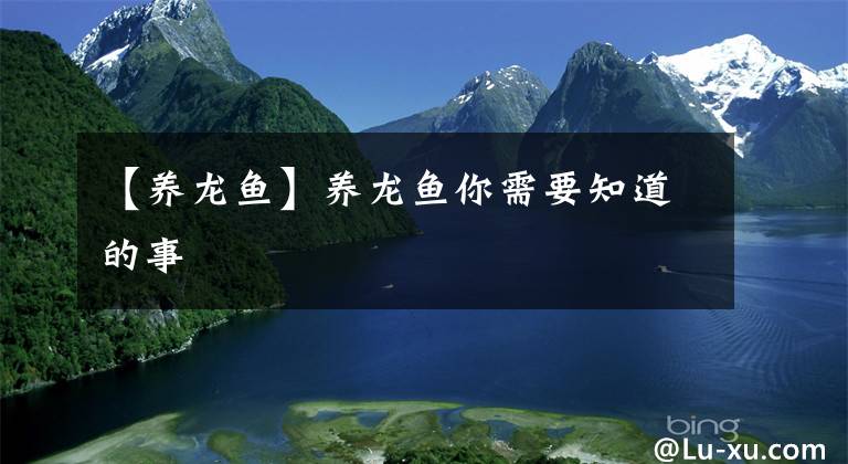 【养龙鱼】养龙鱼你需要知道的事