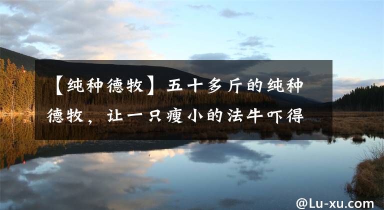 【纯种德牧】五十多斤的纯种德牧，让一只瘦小的法牛吓得瘫软在地上，太丢脸了