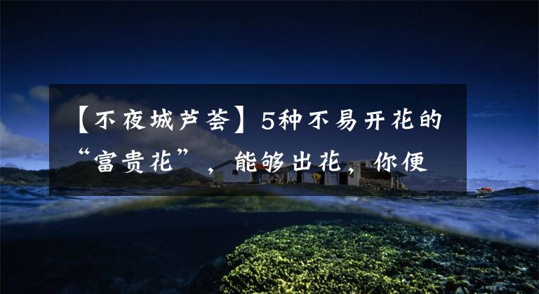 【不夜城芦荟】5种不易开花的“富贵花”,能够出花,你便是养花的高手