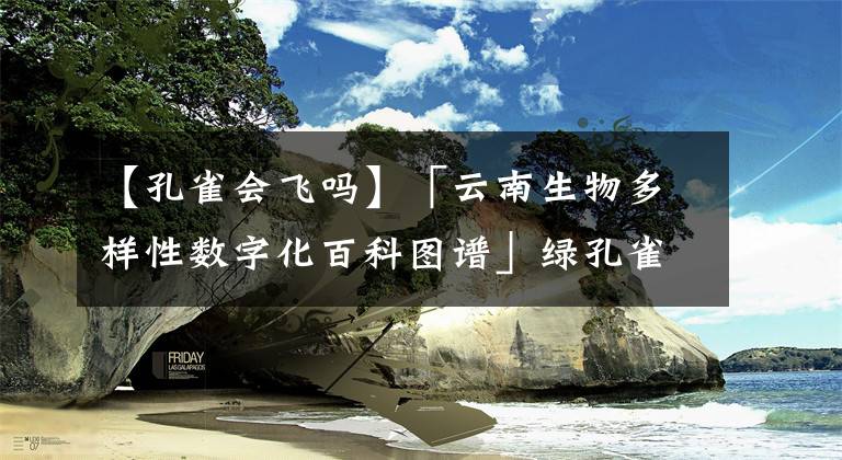 【孔雀会飞吗】「云南生物多样性数字化百科图谱」绿孔雀:百鸟之王实力诠释什么是美