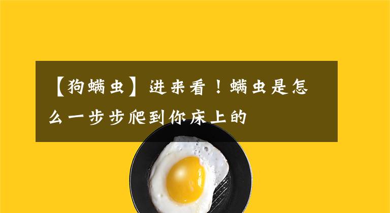 【狗螨虫】进来看！螨虫是怎么一步步爬到你床上的