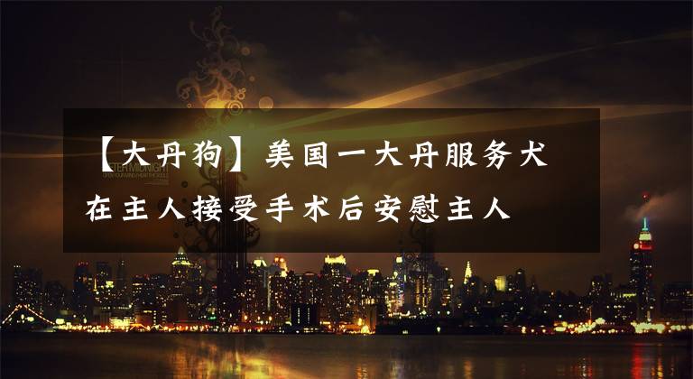 【大丹狗】美国一大丹服务犬在主人接受手术后安慰主人