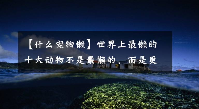 【什么宠物懒】世界上最懒的十大动物不是最懒的，而是更懒的！