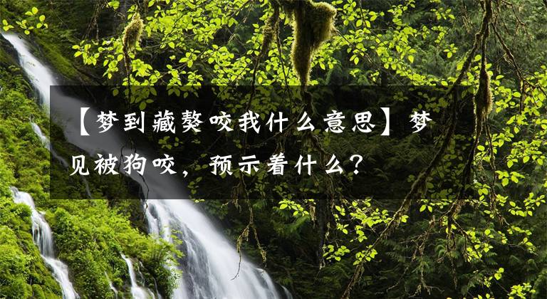 【梦到藏獒咬我什么意思】梦见被狗咬，预示着什么？