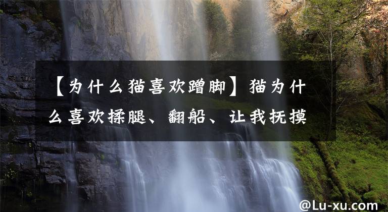 【为什么猫喜欢蹭脚】猫为什么喜欢揉腿、翻船、让我抚摸，三种爱的表达方式既惊讶又高兴