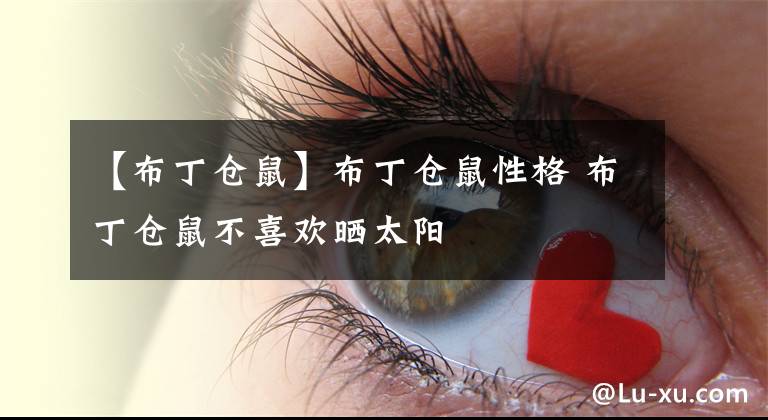 【布丁仓鼠】布丁仓鼠性格 布丁仓鼠不喜欢晒太阳