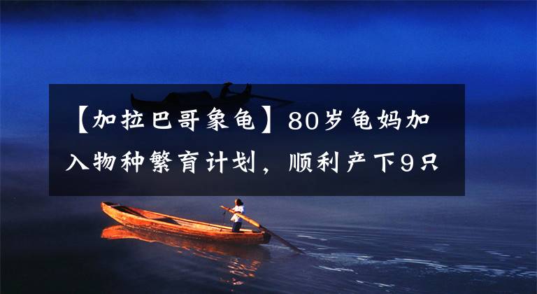 【加拉巴哥象龟】80岁龟妈加入物种繁育计划，顺利产下9只龟宝宝，让人又惊又喜