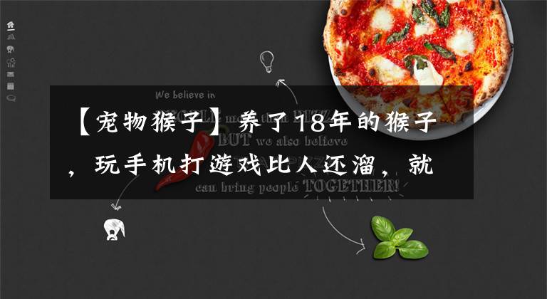 【宠物猴子】养了18年的猴子，玩手机打游戏比人还溜，就差一个户口了