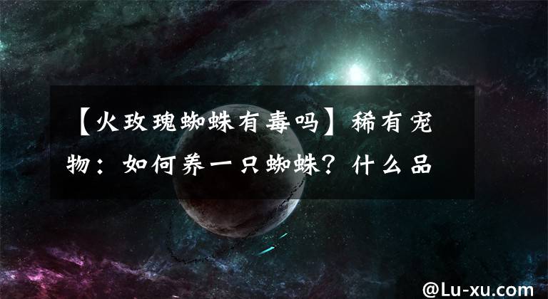 【火玫瑰蜘蛛有毒吗】稀有宠物：如何养一只蜘蛛？什么品种可以饲养？最后一个最犀利！