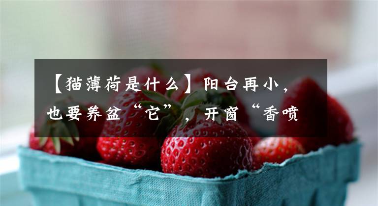 【猫薄荷是什么】阳台再小，也要养盆“它”，开窗“香喷喷”，心情好