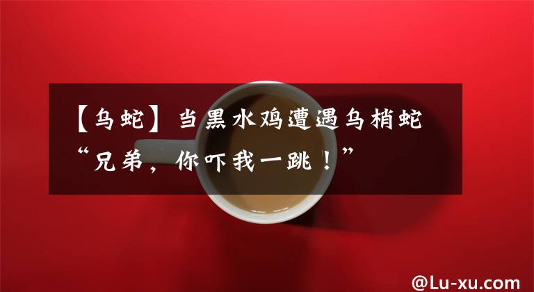 【乌蛇】当黑水鸡遭遇乌梢蛇“兄弟，你吓我一跳！”