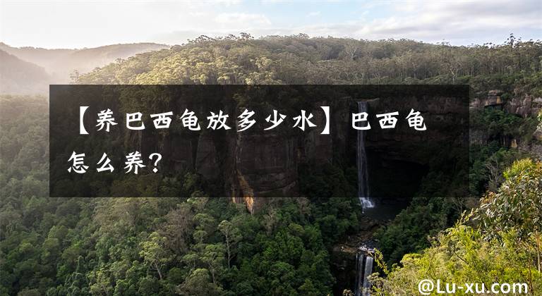 【养巴西龟放多少水】巴西龟怎么养？