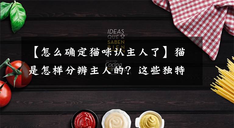 【怎么确定猫咪认主人了】猫是怎样分辨主人的？这些独特的方式，一般人不知道