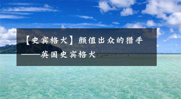 【史宾格犬】颜值出众的猎手——英国史宾格犬