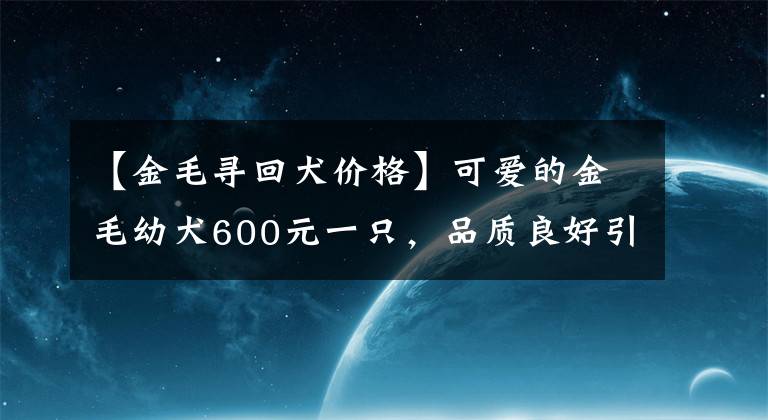 【金毛寻回犬价格】可爱的金毛幼犬600元一只,品质良好引来诸多买主围观!