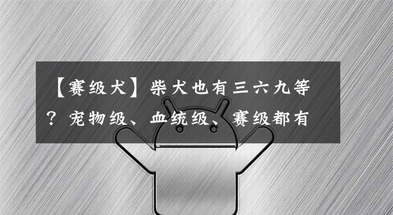 【赛级犬】柴犬也有三六九等？宠物级、血统级、赛级都有什么区别？