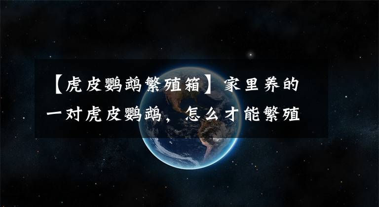 【虎皮鹦鹉繁殖箱】家里养的一对虎皮鹦鹉,怎么才能繁殖?看完你家鹦鹉就下蛋了