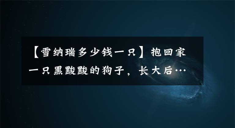 【雪纳瑞多少钱一只】抱回家一只黑黢黢的狗子,长大后…好可爱