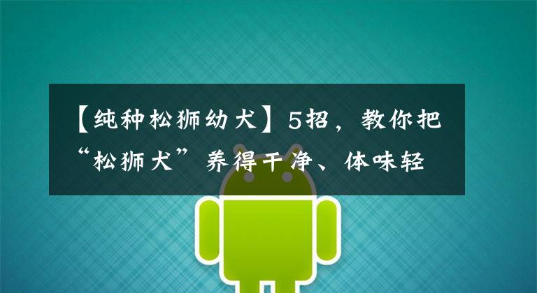 【纯种松狮幼犬】5招，教你把“松狮犬”养得干净、体味轻