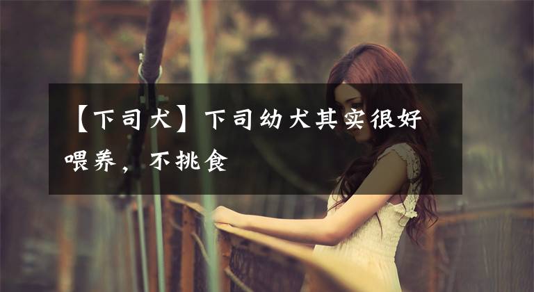 【下司犬】下司幼犬其实很好喂养，不挑食