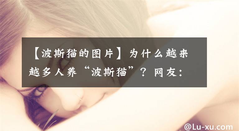 【波斯猫的图片】为什么越来越多人养“波斯猫”?网友:养了之后就不想换猫了