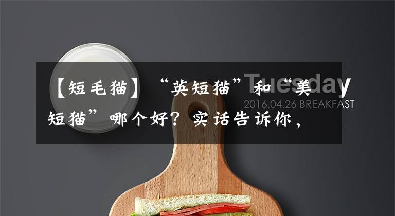 【短毛猫】“英短猫”和“美短猫”哪个好？实话告诉你，差别很大