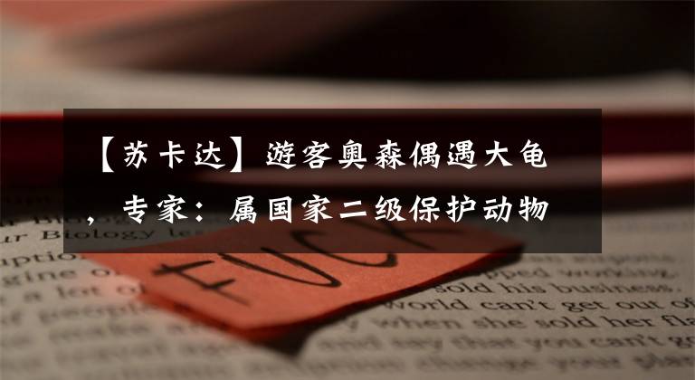 【苏卡达】游客奥森偶遇大龟,专家:属国家二级保护动物苏卡达陆龟