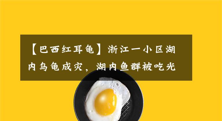 【巴西红耳龟】浙江一小区湖内乌龟成灾，湖内鱼群被吃光，居民：乌龟壳像蟒蛇纹