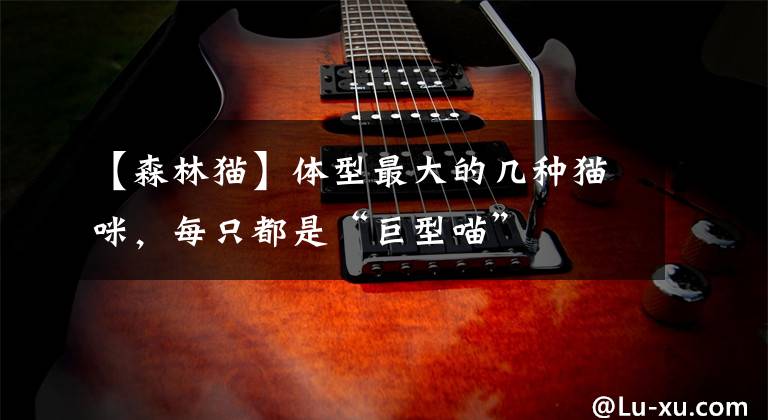 【森林猫】体型最大的几种猫咪，每只都是“巨型喵”