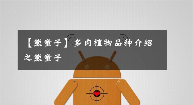 【熊童子】多肉植物品种介绍之熊童子