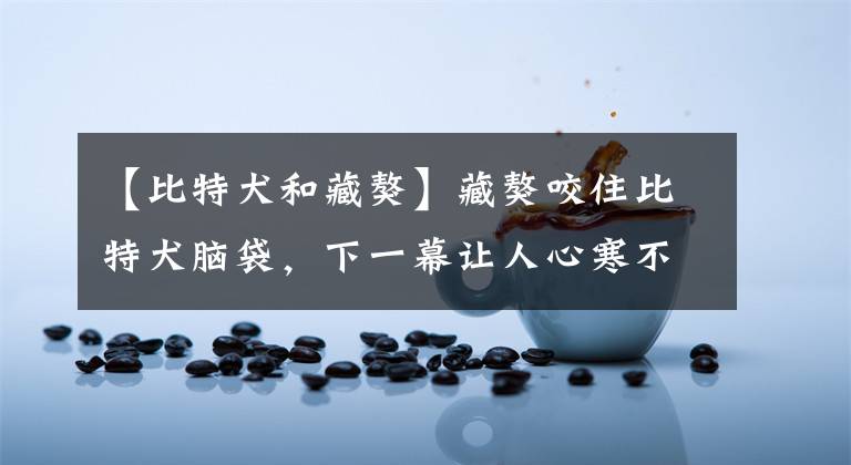 【比特犬和藏獒】藏獒咬住比特犬脑袋,下一幕让人心寒不已!