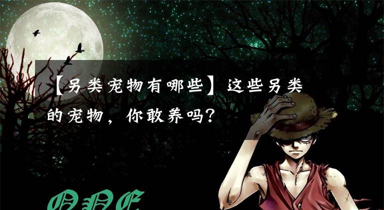 【另类宠物有哪些】这些另类的宠物，你敢养吗？