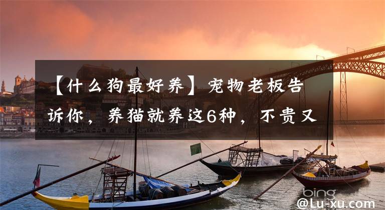 【什么狗最好养】宠物老板告诉你，养猫就养这6种，不贵又好养