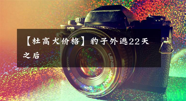 【杜高犬价格】豹子外逃22天之后