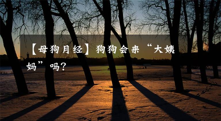 【母狗月经】狗狗会来“大姨妈”吗?