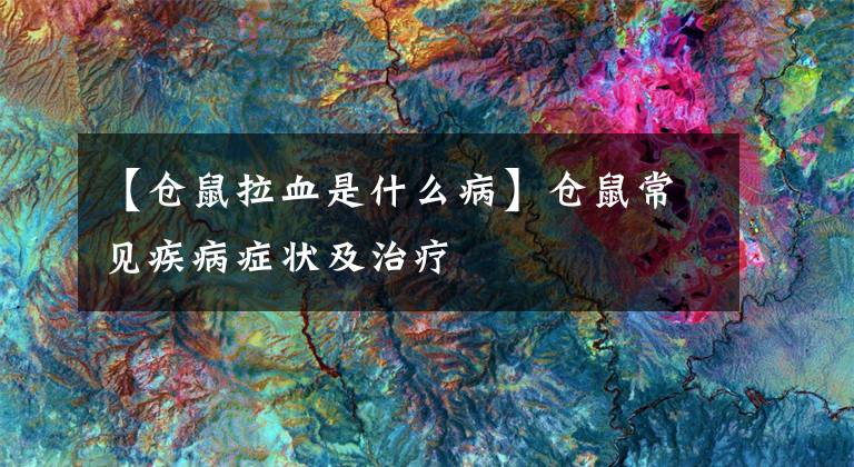 【仓鼠拉血是什么病】仓鼠常见疾病症状及治疗