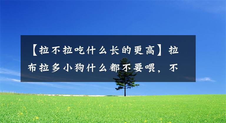 【拉不拉吃什么长的更高】拉布拉多小狗什么都不要喂,不要喂生肉。