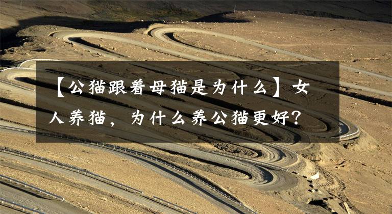 【公猫跟着母猫是为什么】女人养猫，为什么养公猫更好？原来好处这么多啊