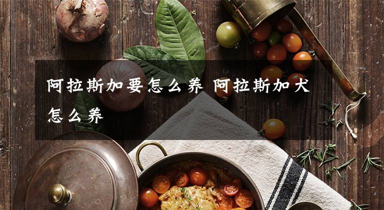 阿拉斯加要怎么养 阿拉斯加犬怎么养